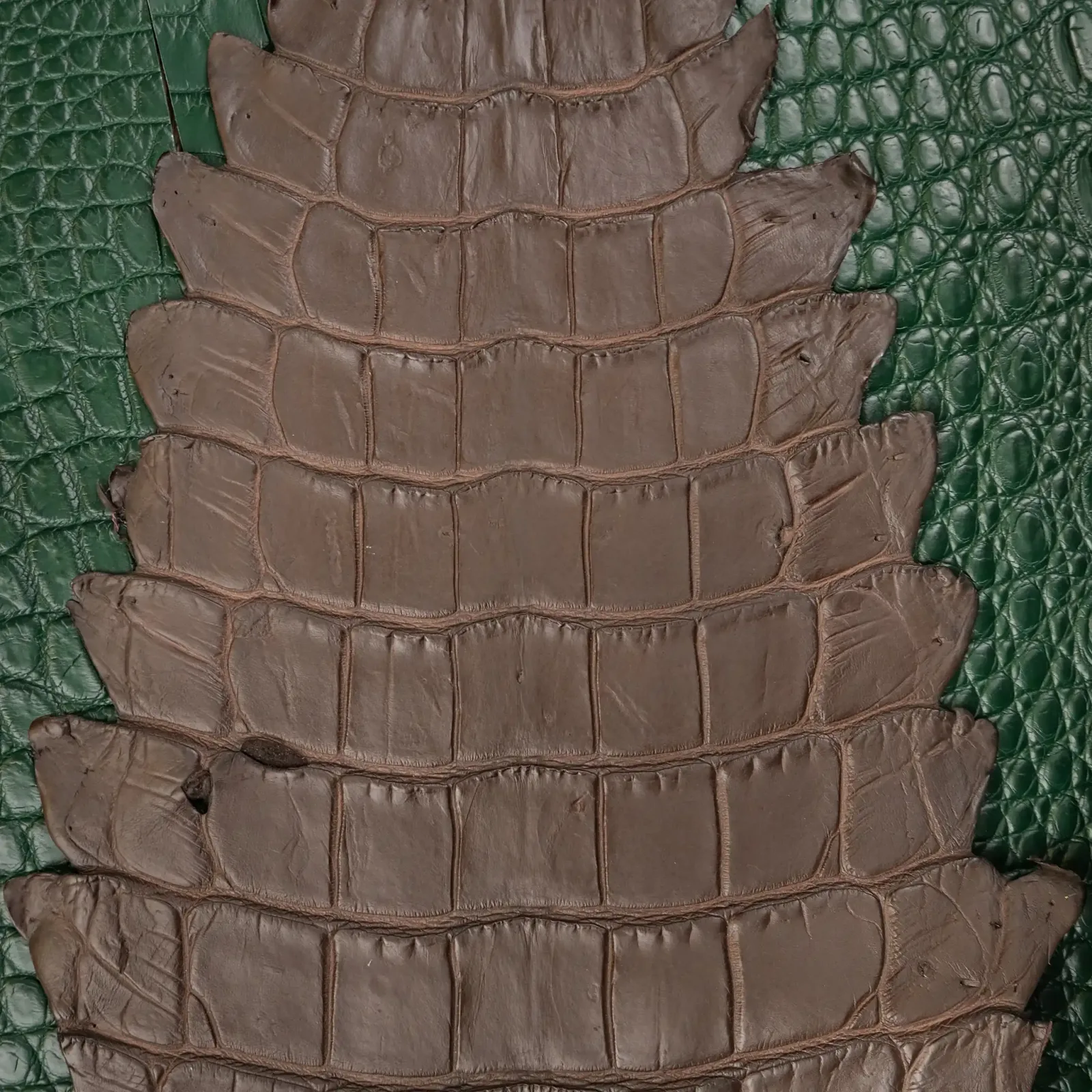 Da Cá Sấu Pháp Alligator - Hình 3